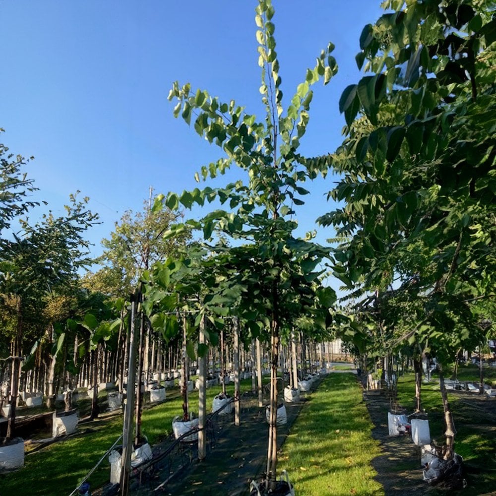 Cercis canadensis mature trees