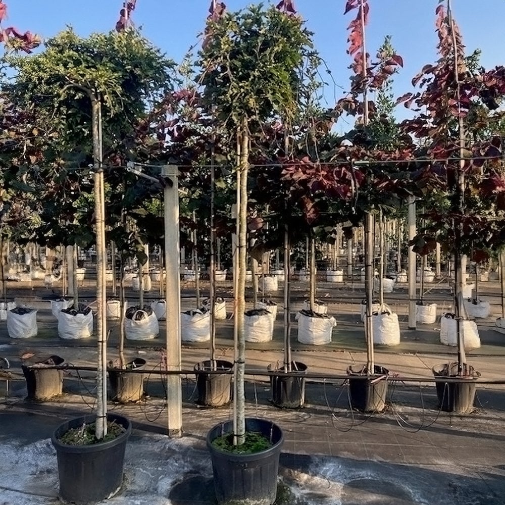 Fagus 'Rohan Green Weeping' mature Beech