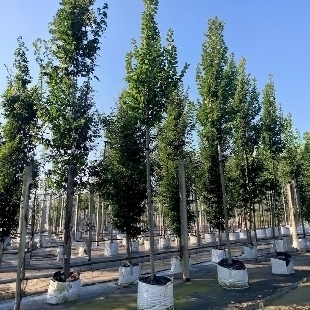 Mature Carpinus betulus 'Lucas' Hornbeam trees