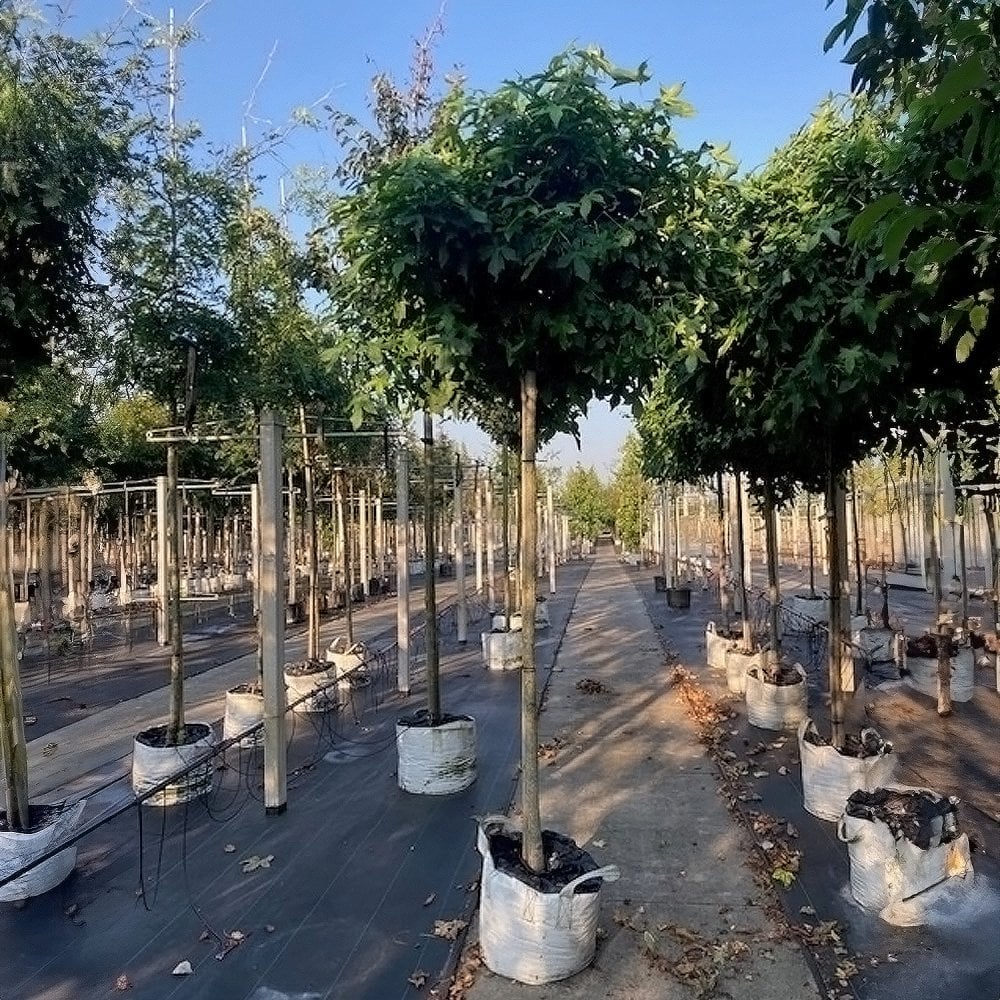 Liquidambar styraciflua 'Gum Ball' tree