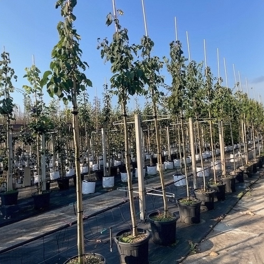 Mature Davidia involucrata Vilmoriniana trees in a line