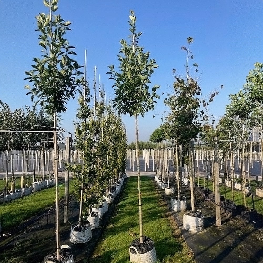 Magnolia x loebneri 'Merrill' Tree