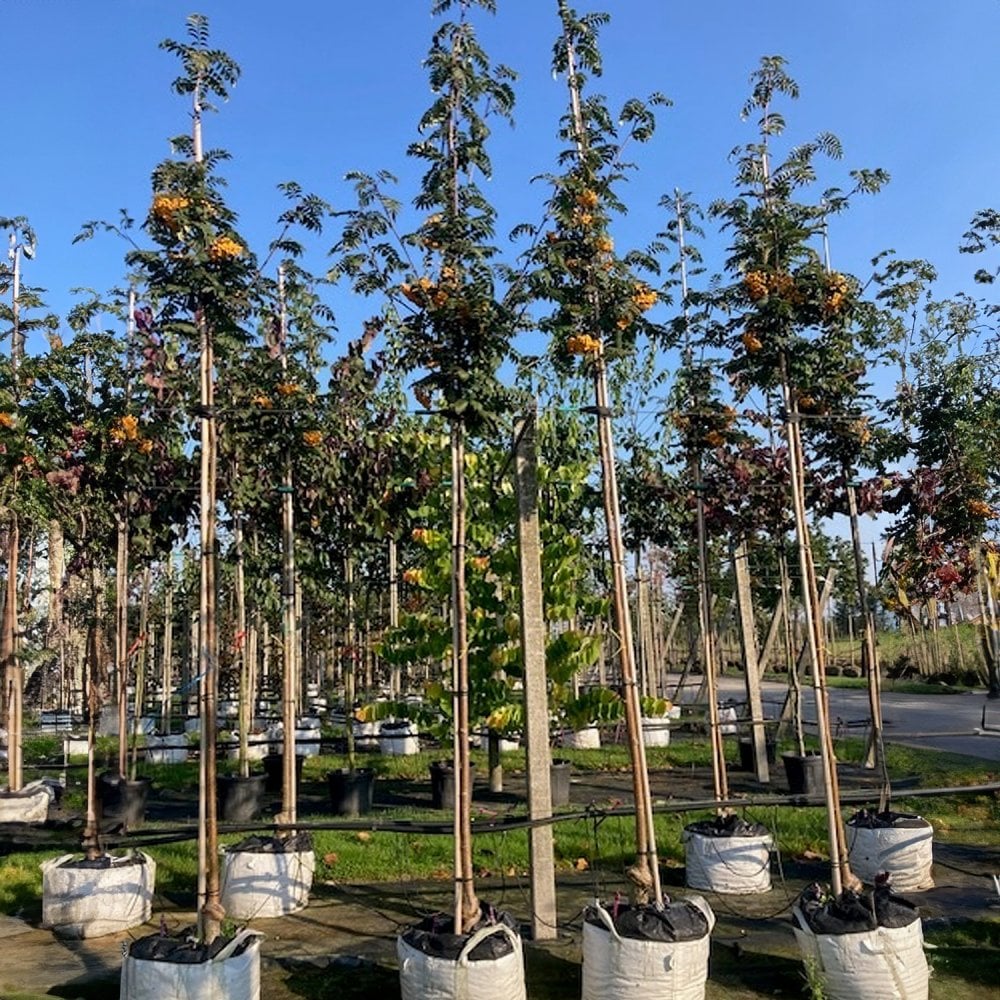 Sorbus 'Sunshine' mature Mountain Ash trees in containers
