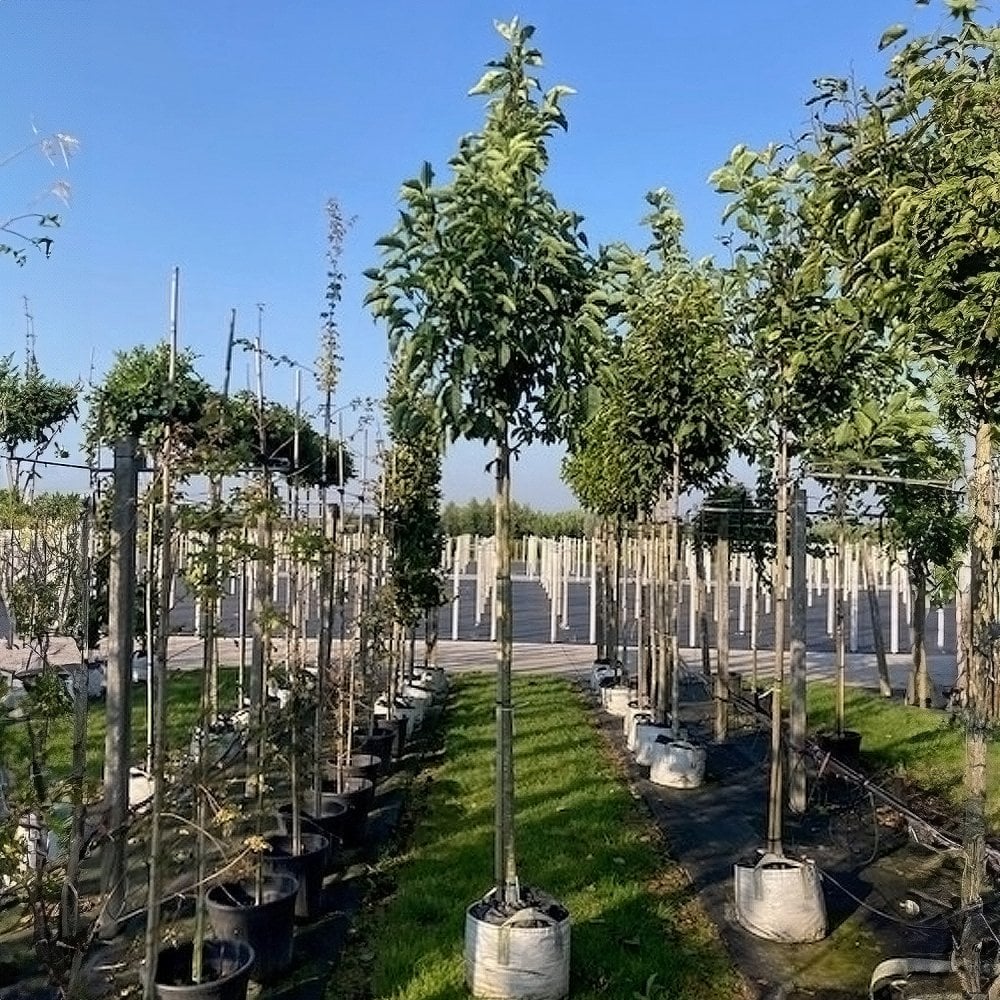 Magnolia kobus mature tree