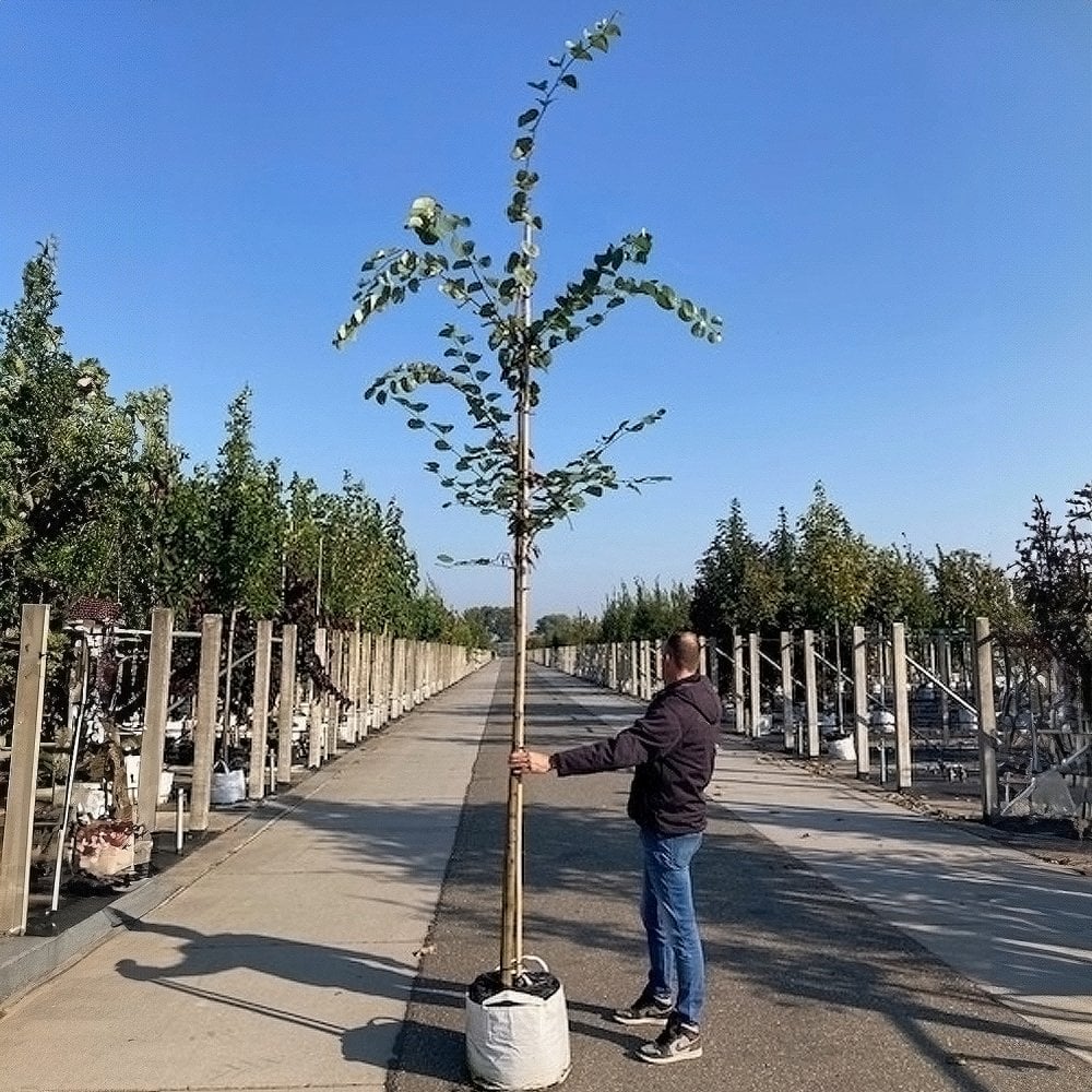 Cercis siliquastrum Tree
