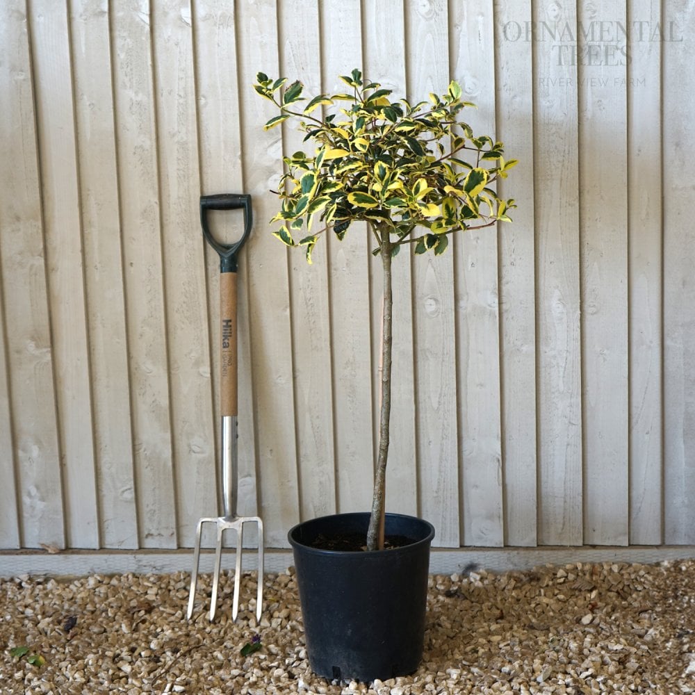Ilex altaclerensis 'Golden King' lollipop Holly tree in pot