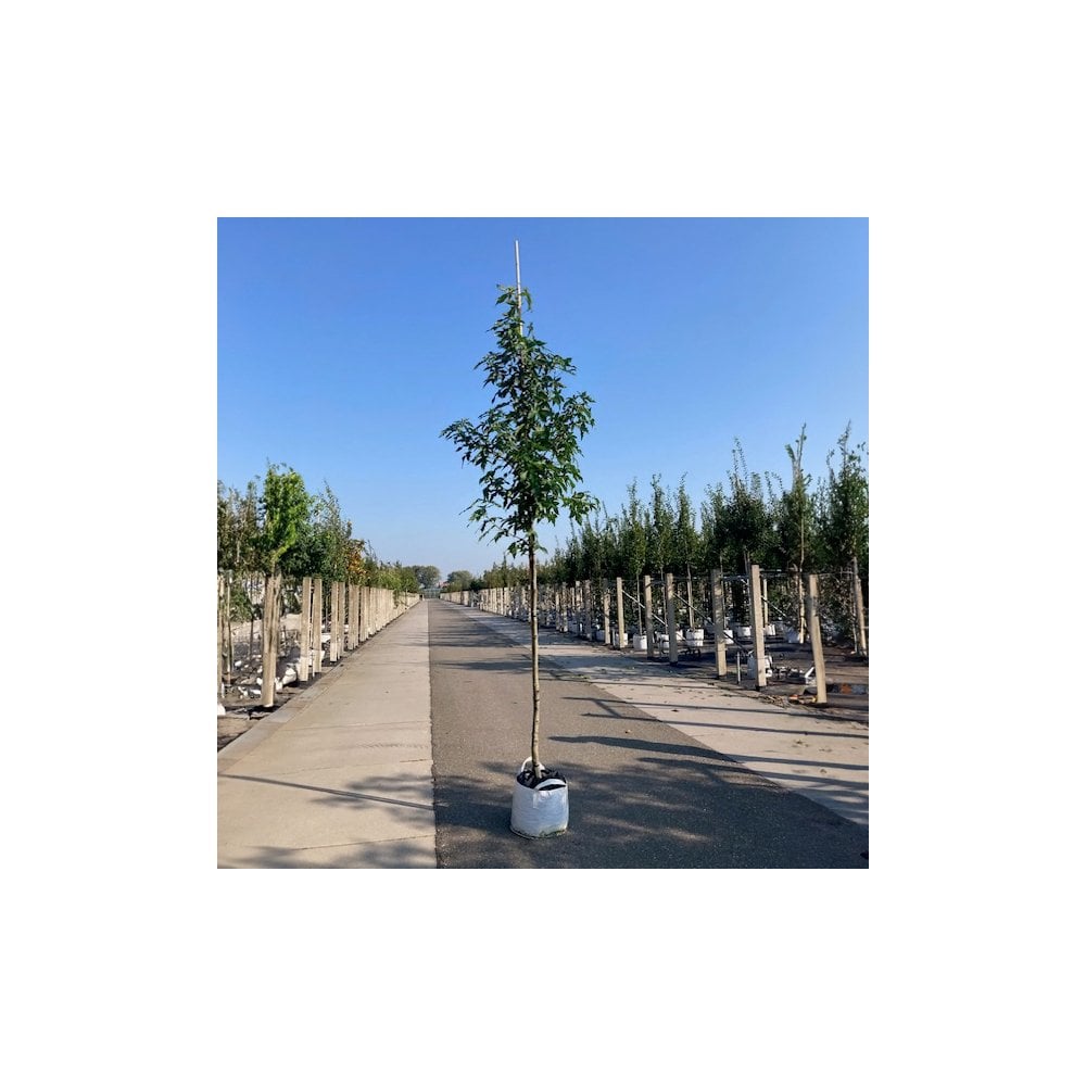 Liquidambar styraciflua 'Palo Alto' mature tree