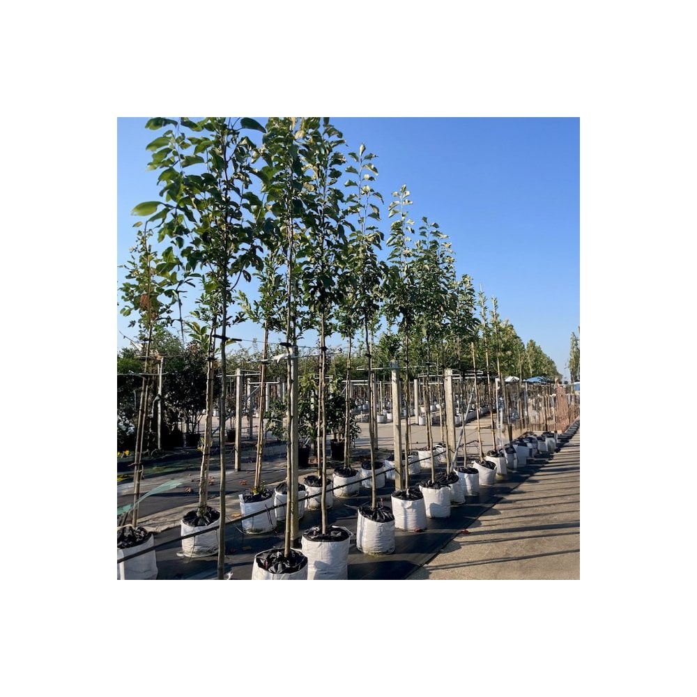 Magnolia 'Heaven Scent' mature standard tree