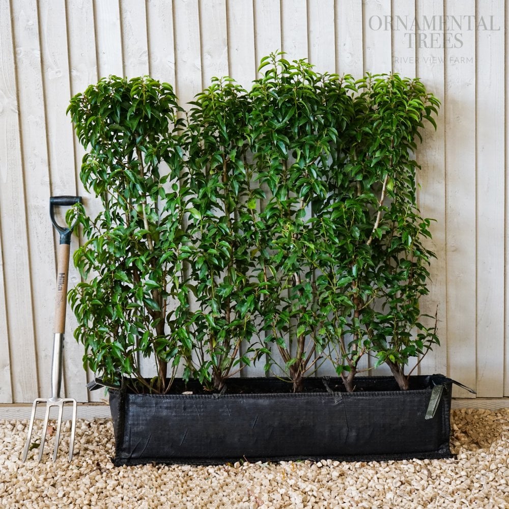 Prunus lusitanica Portuguese Laurel instant hedging trough