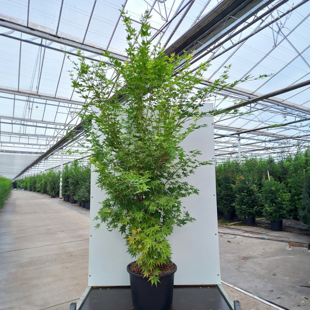 Mature Acer palmatum 'Sango-kaku' Japanese Maple