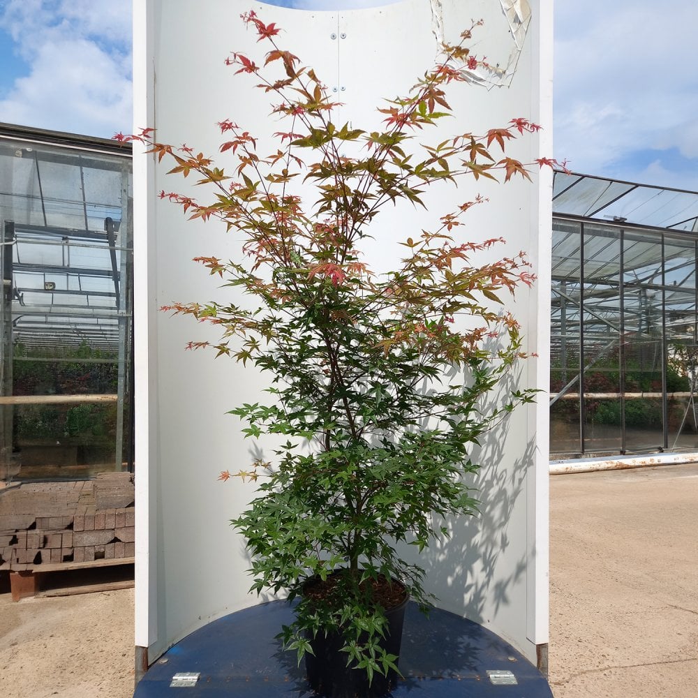 Acer palmatum 'Beni Maiko' in large pot