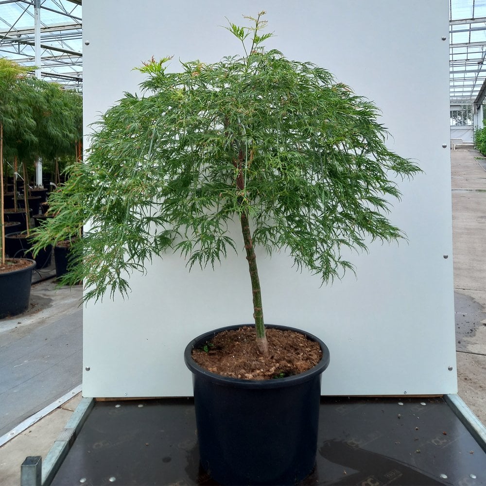 Mature Acer palmatum Dissectum Viridis Maple