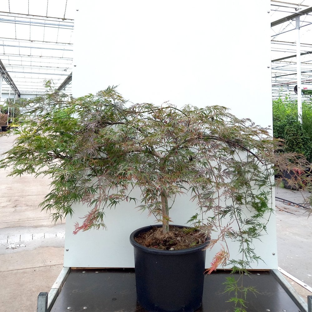 Acer palmatum 'Inaba-shidare' in pot