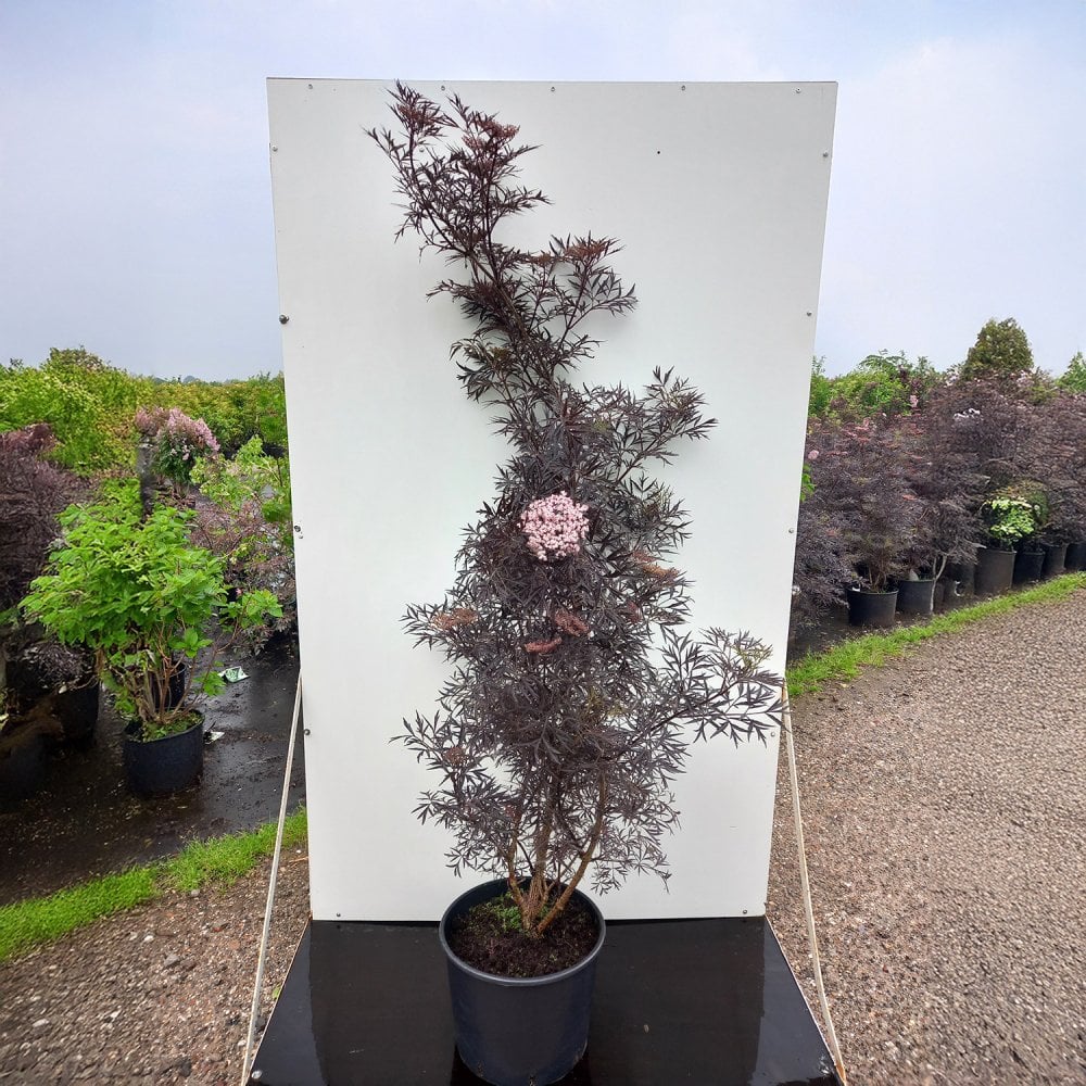 Mature Sambucus nigra 'Black Lace' shrub in pot