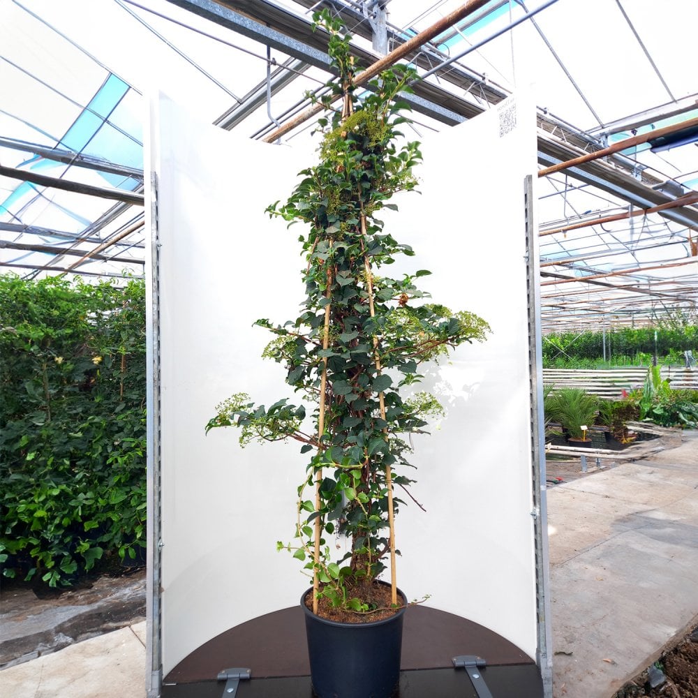 Hydrangea petiolaris in pot
