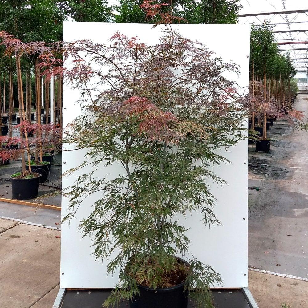 Large Acer palmatum dissectum 'Tamukeyama' Japanese Maple