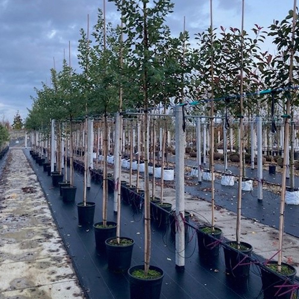 Ceanothus 'Trewithen Blue' mature trees in line