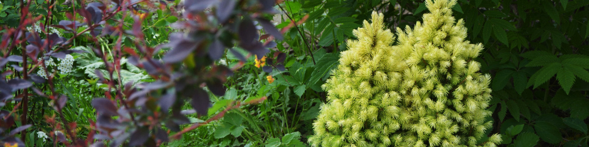 Garden trees and plants