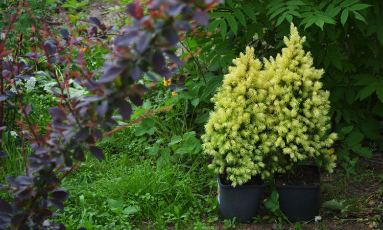 Garden trees and plants