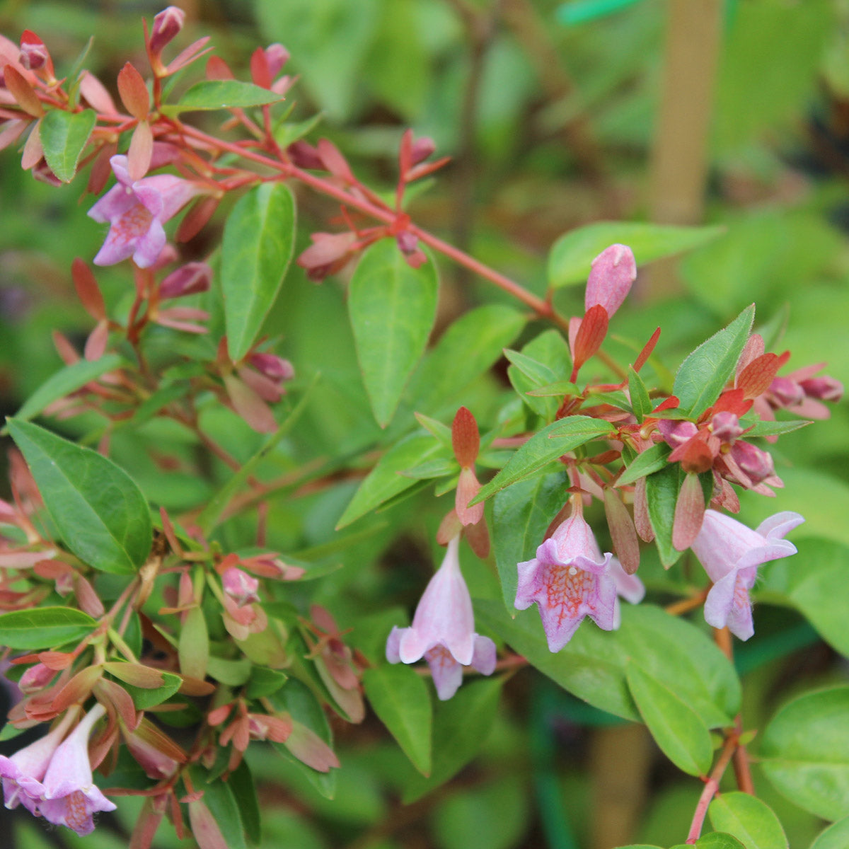Abelia 'Edward Goucher' shrub in flower