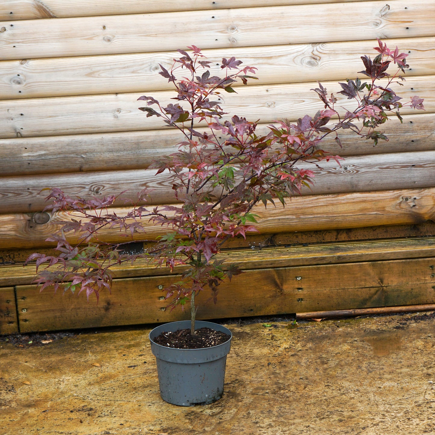 Acer 'Atropurpureum' 5L pot
