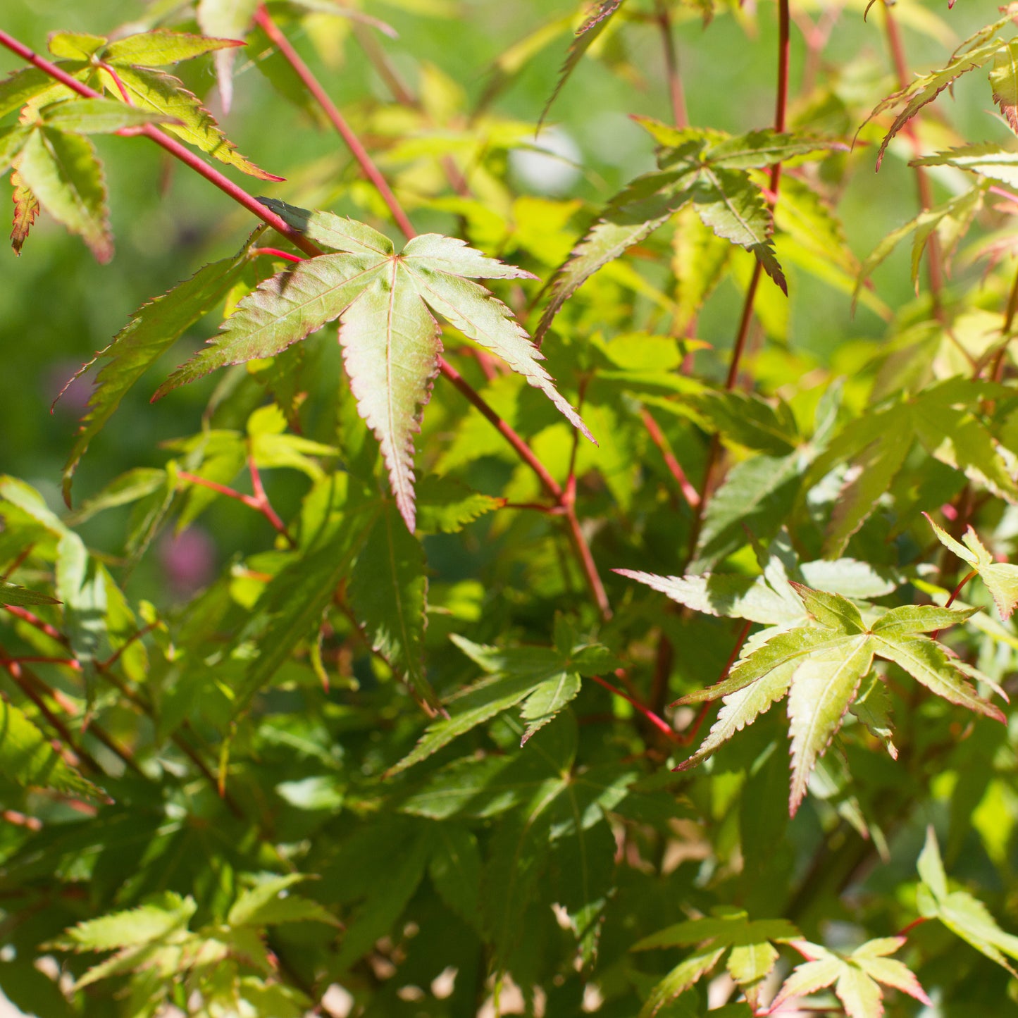 Acer palmatum 'Little Princess' Maple leaves