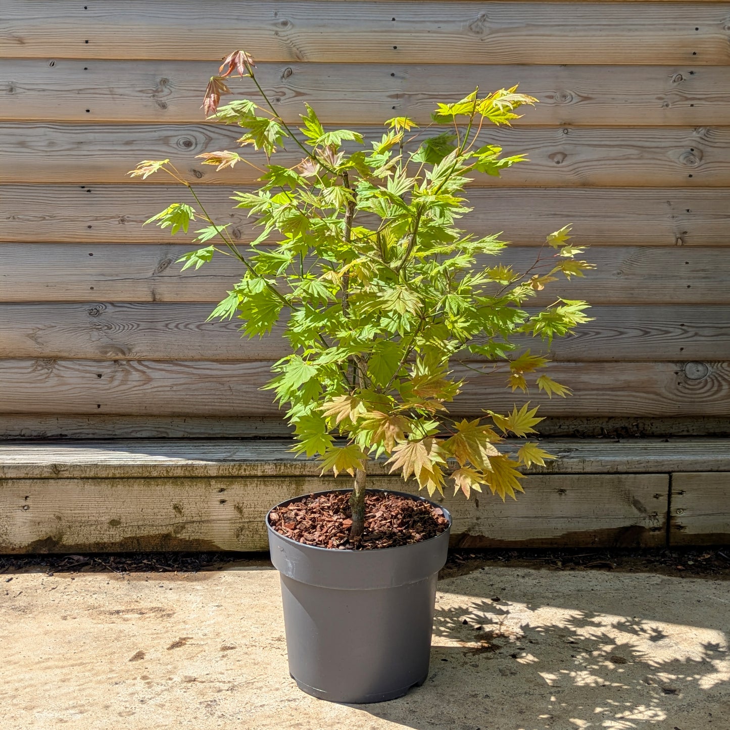 Acer shirasawanum 'Moonrise' Tree