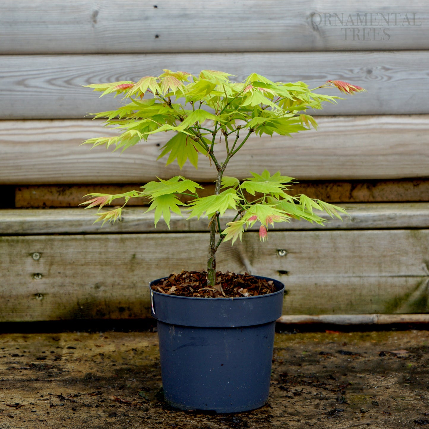 Acer Moonrise 5L pot, Bush