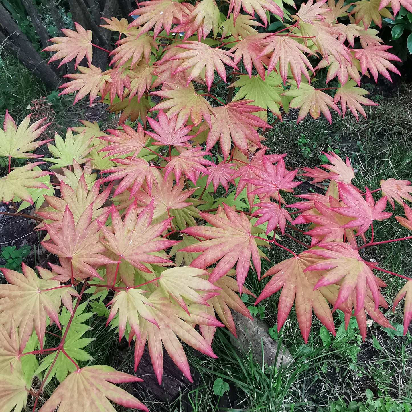 Acer Moonrise