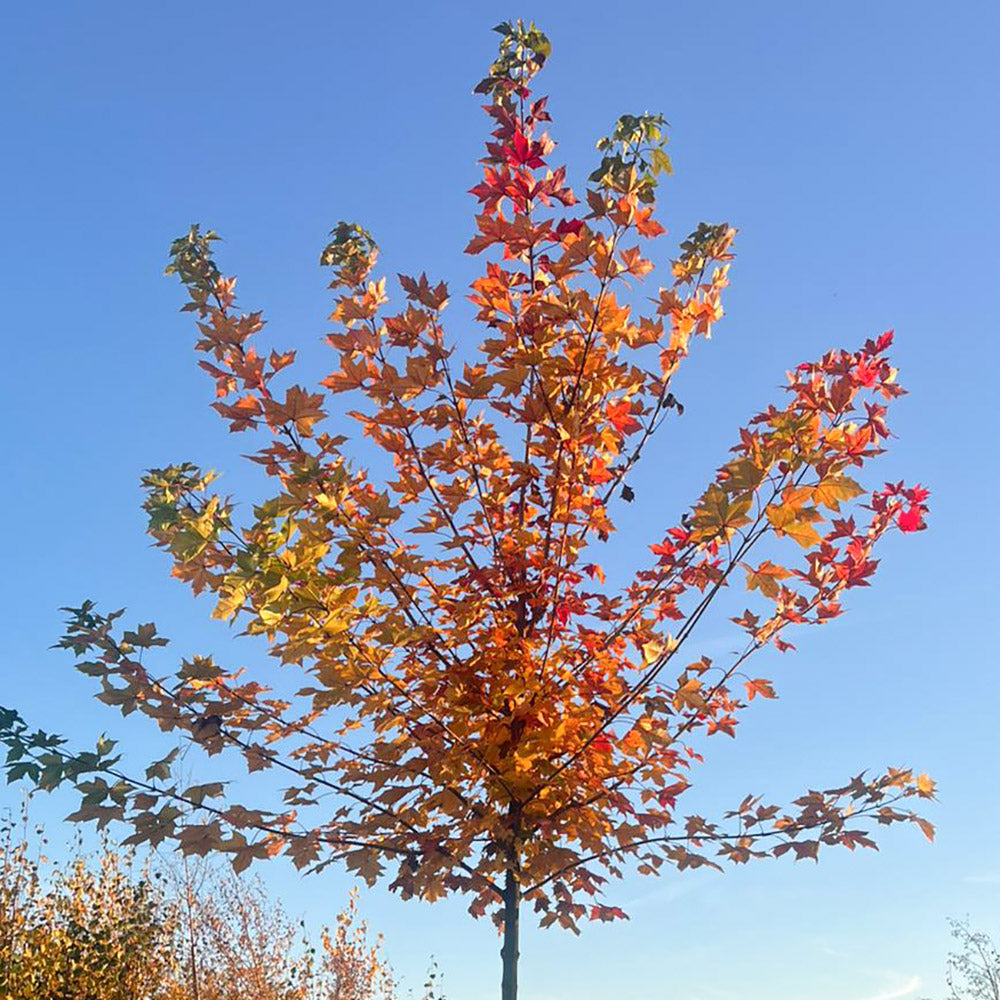 Acer platanoides 'Norwegian Sunset' Maple