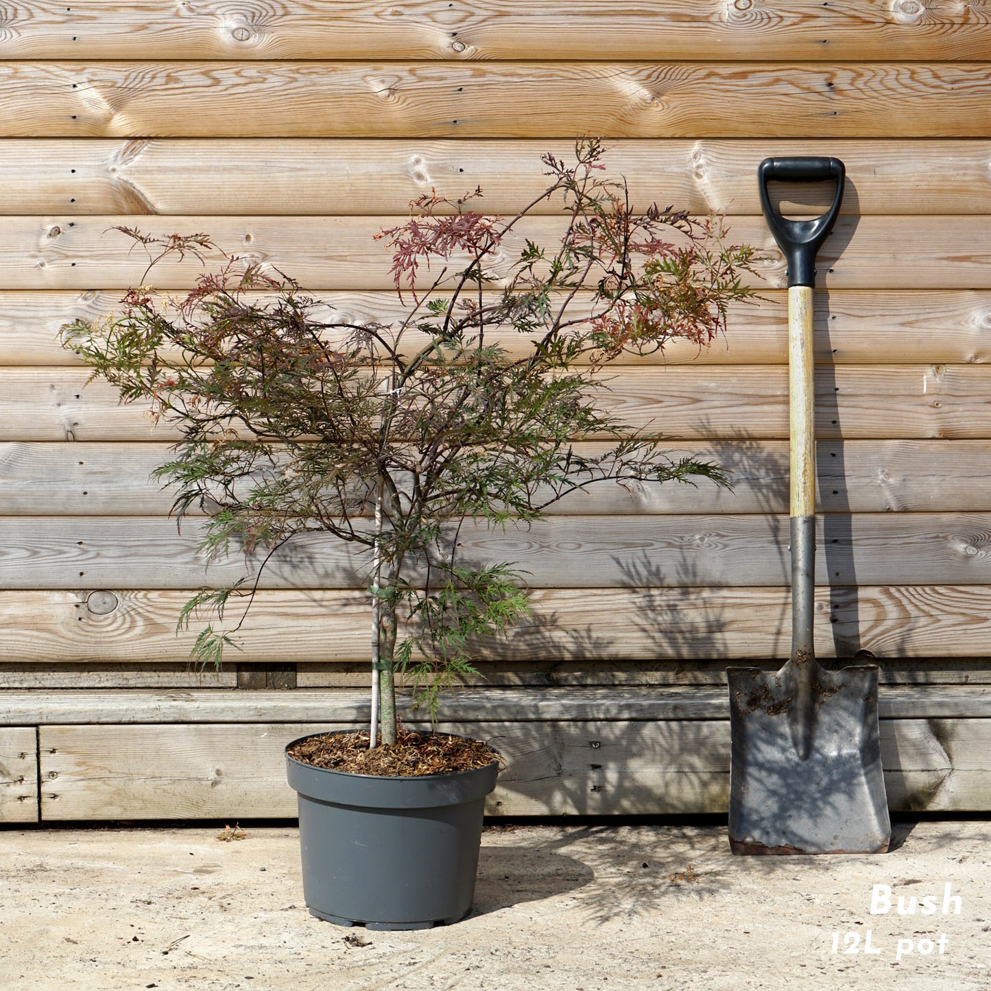 Acer palmatum dissectum 'Garnet' Tree