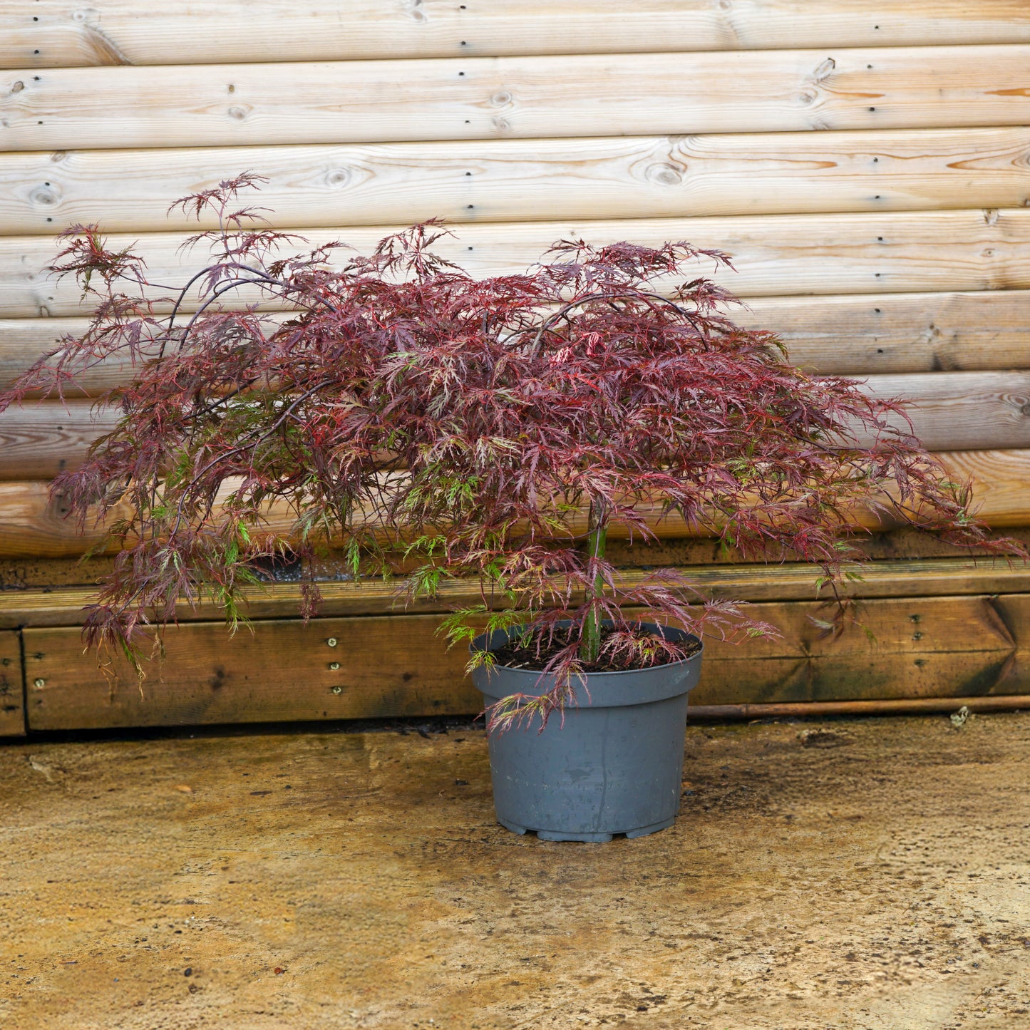 Acer Palmatum 'Inaba-Shidare' 12L pot