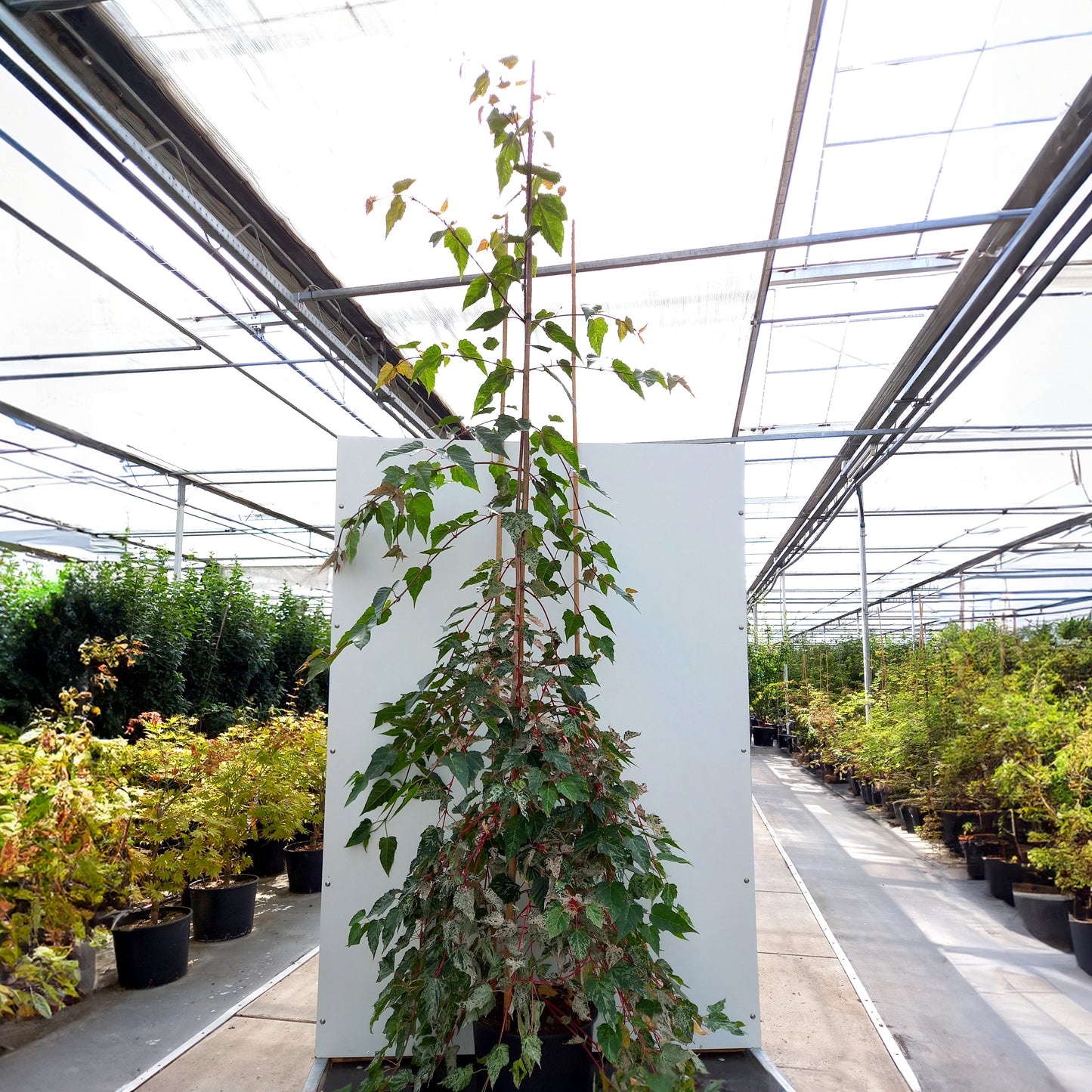 Acer conspicuum Red_Flamingo Maple in pot