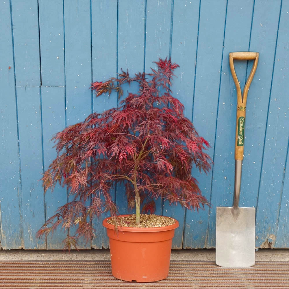 Acer palmatum Garnet in 15 litre pot