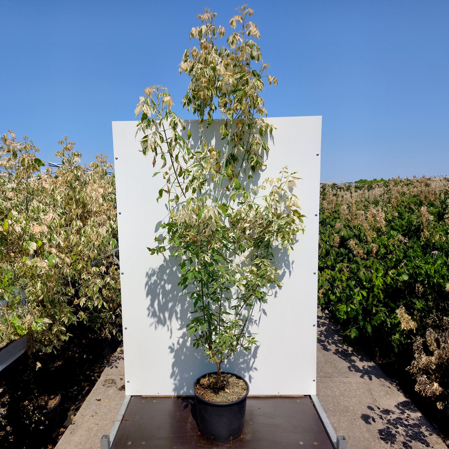 Acer negundo 'Flamingo'