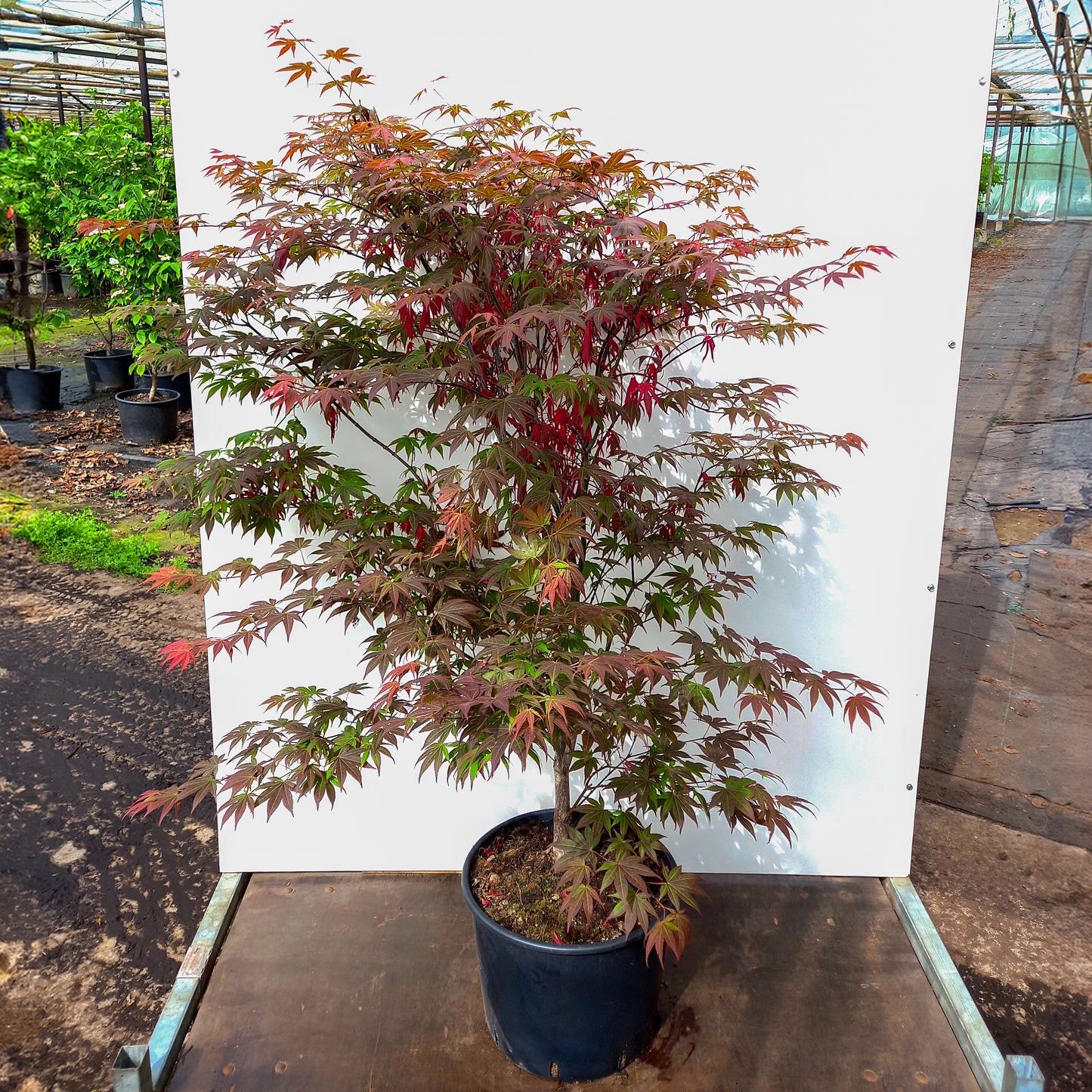 Acer palmatum 'Atropurpureum' Maple in large pot
