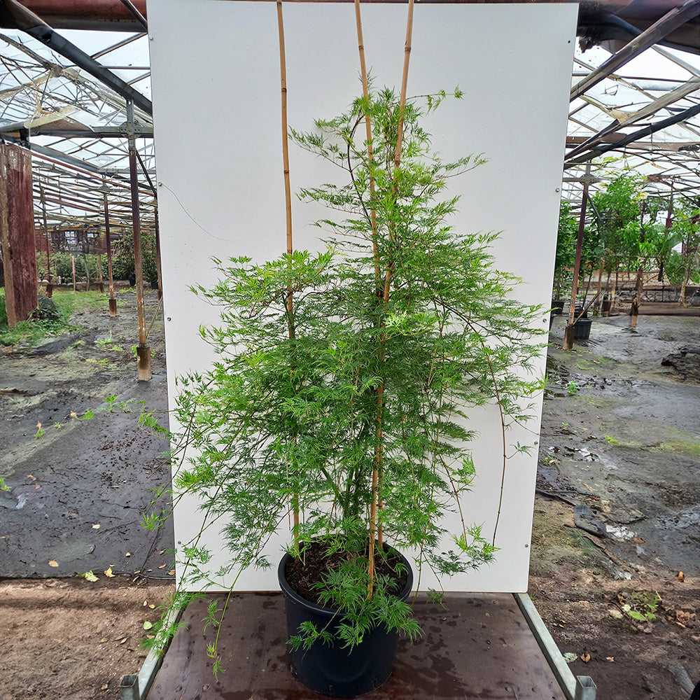 Large Acer palmatum dissectum 'Emerald Lace' Maple