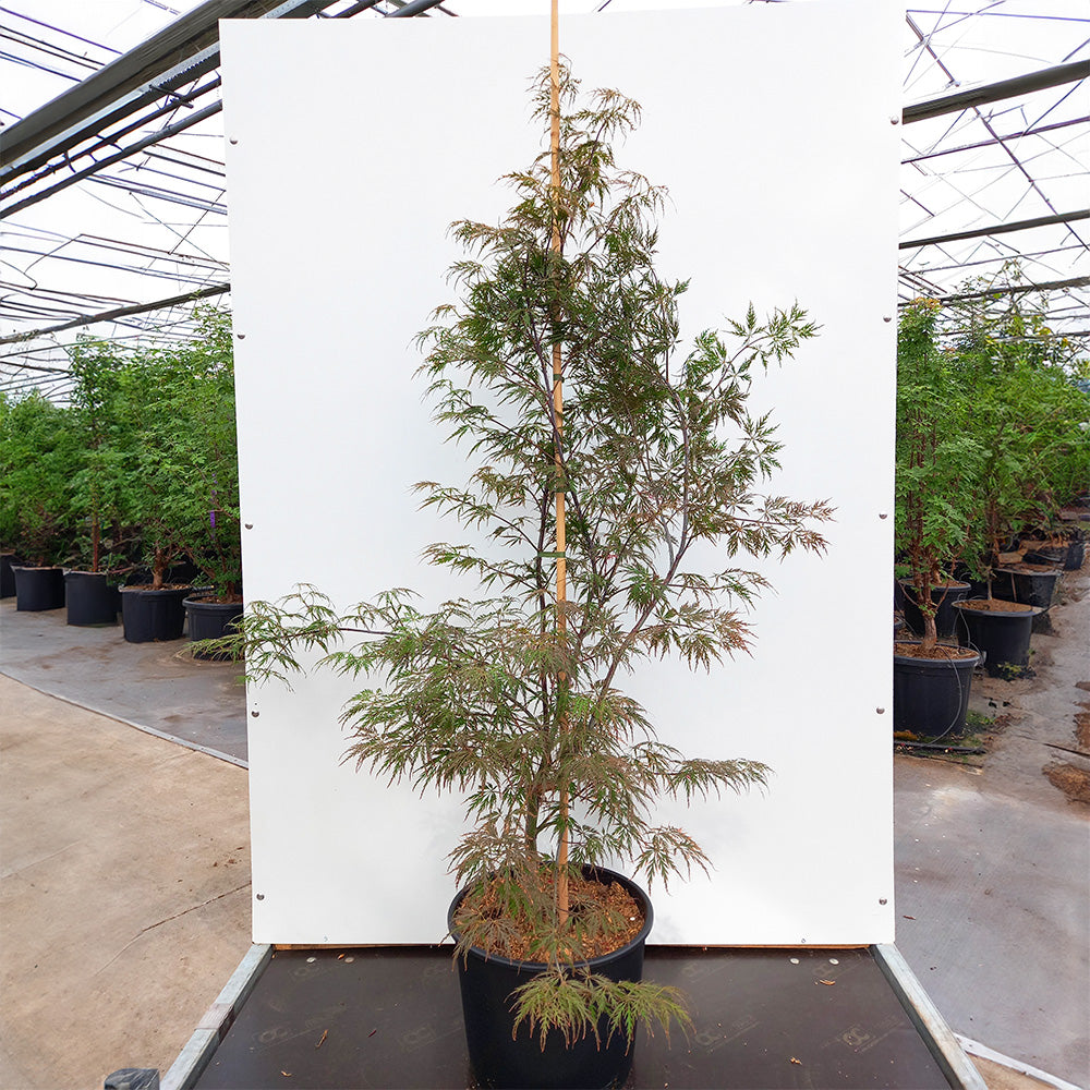 Large Mature Acer palmatum dissectum 'Garnet' Japanese Maple