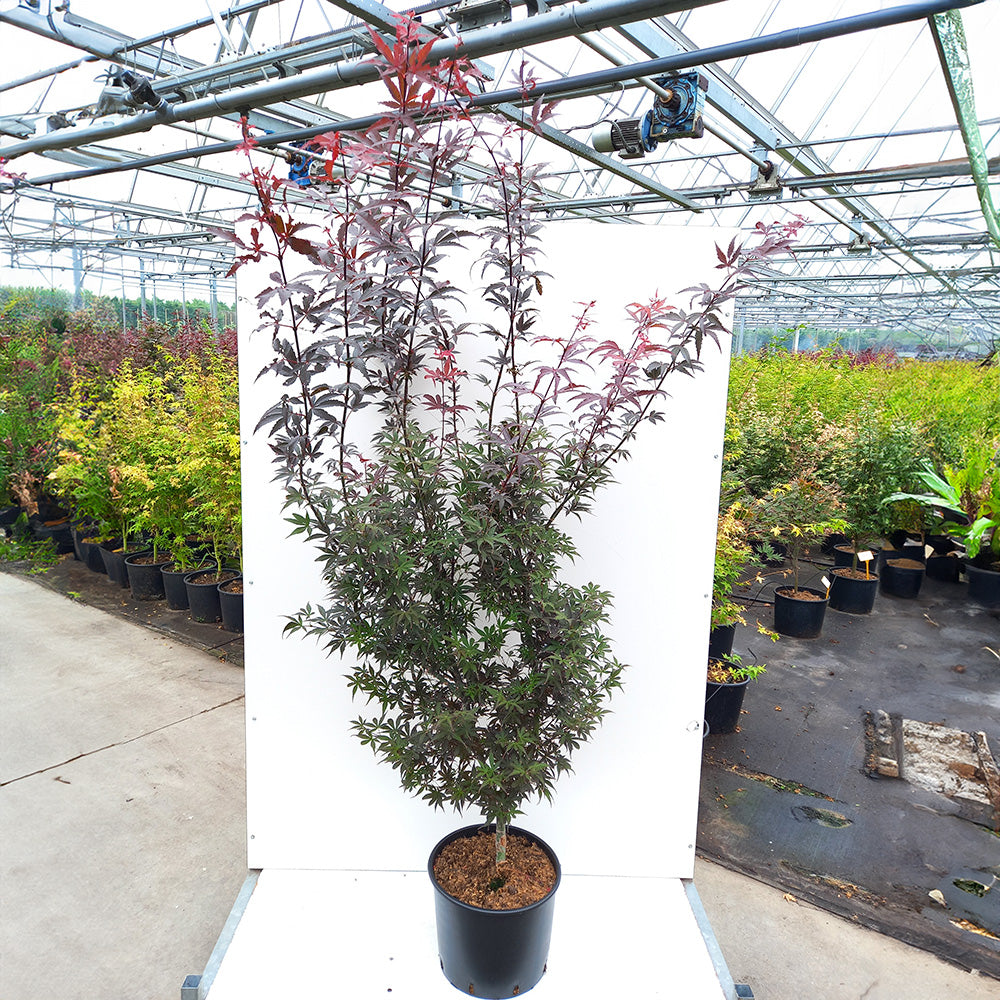 Acer palmatum 'Pixie' Maple in pot