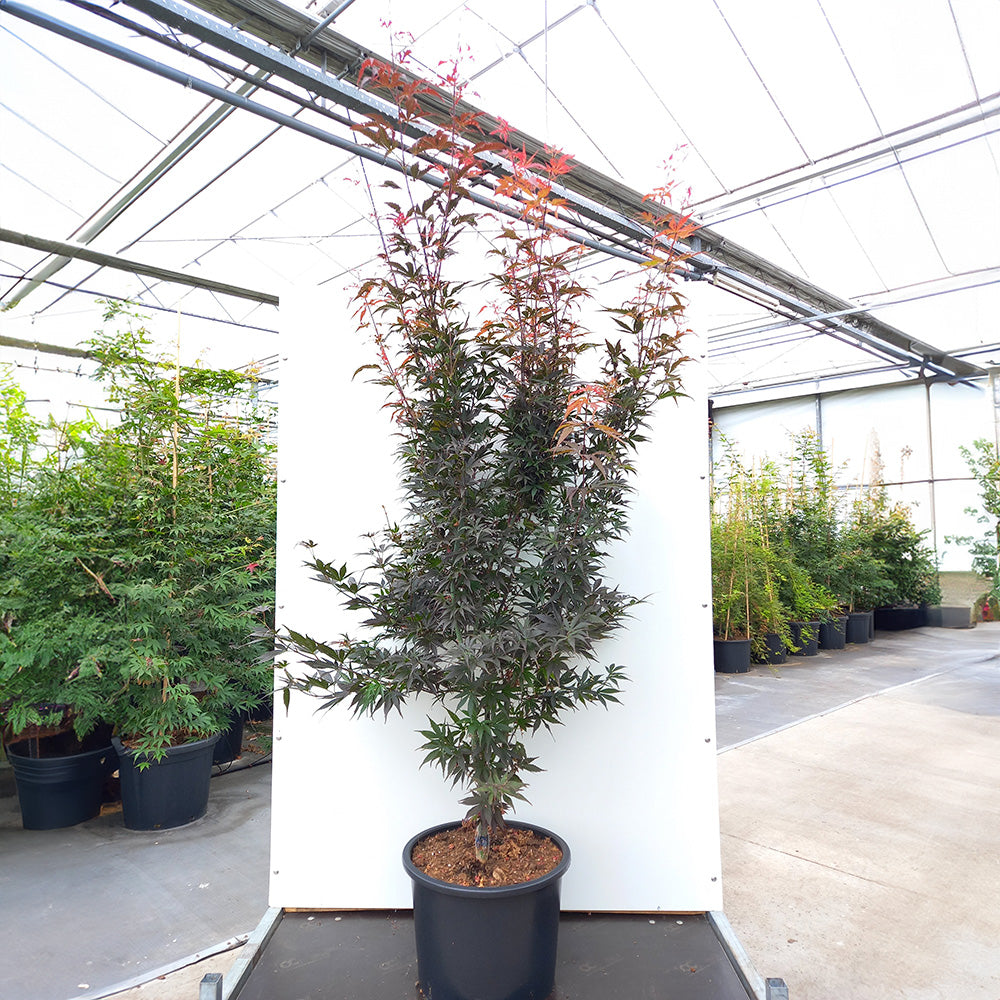 Acer palmatum 'Pixie' Japanese Maple in pot