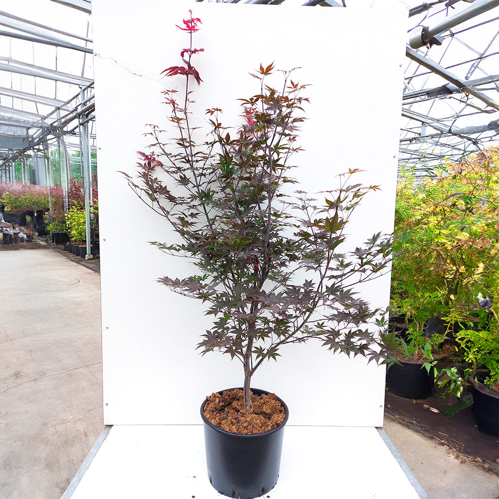 Acer palmatum 'Red Emperor' Japanese Maple in pot