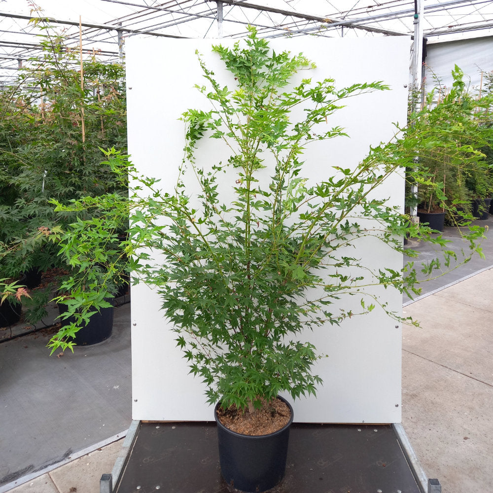 Large Acer palmatum 'Sango-kaku' Japanese Maple in pot