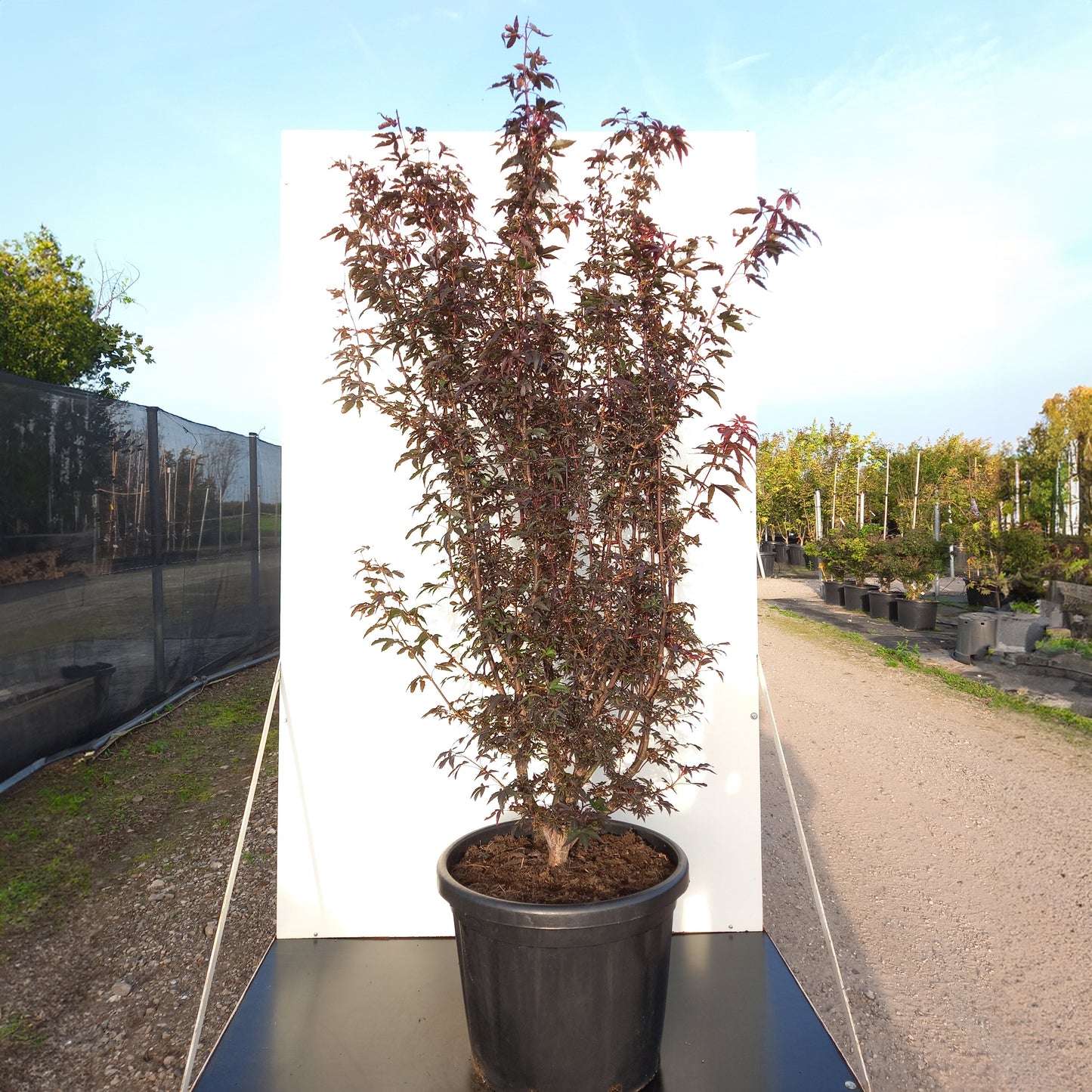 Acer Twomblys Red Sentinel Maple bush in large pot