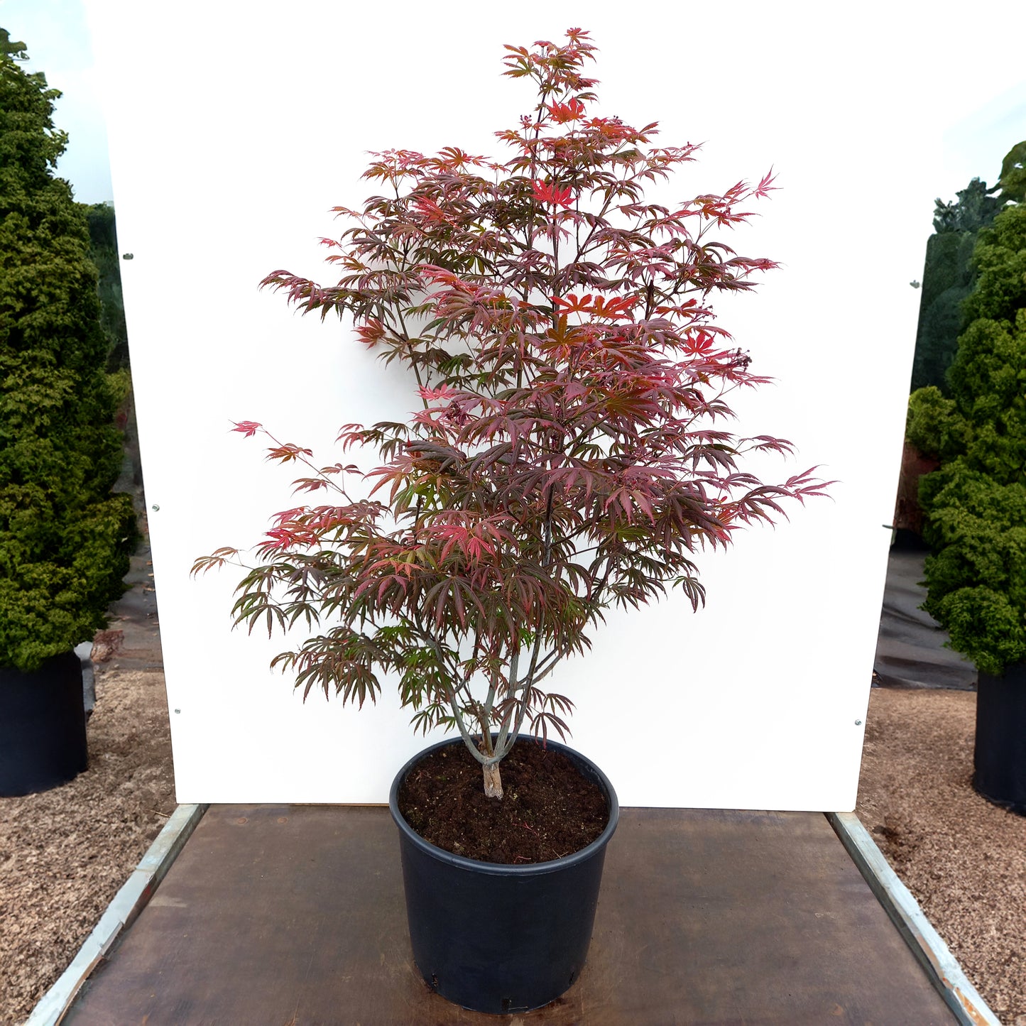 Acer palmatum 'Trompenburg' Maple tree in 20 litre pot