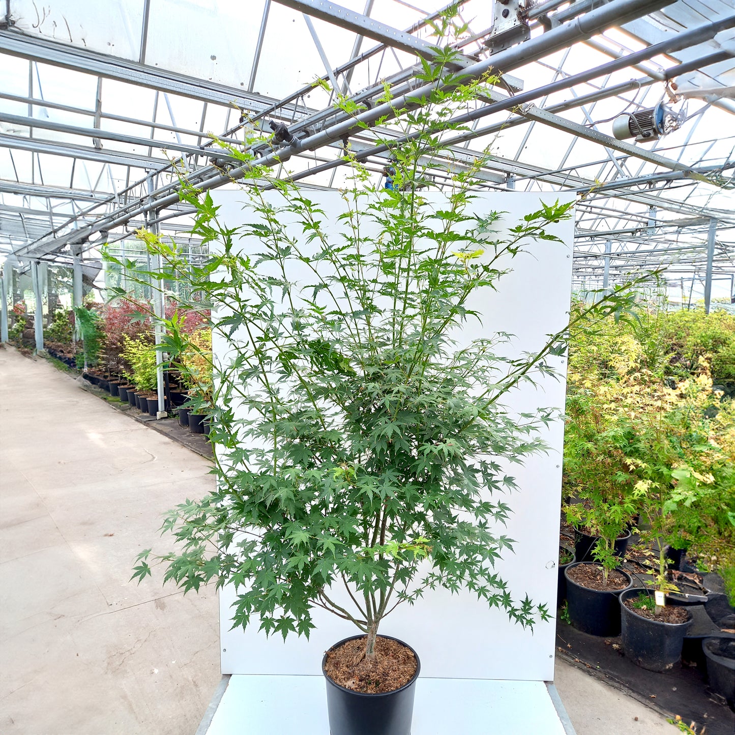 Large Acer palmatum Japanese Maple in pot