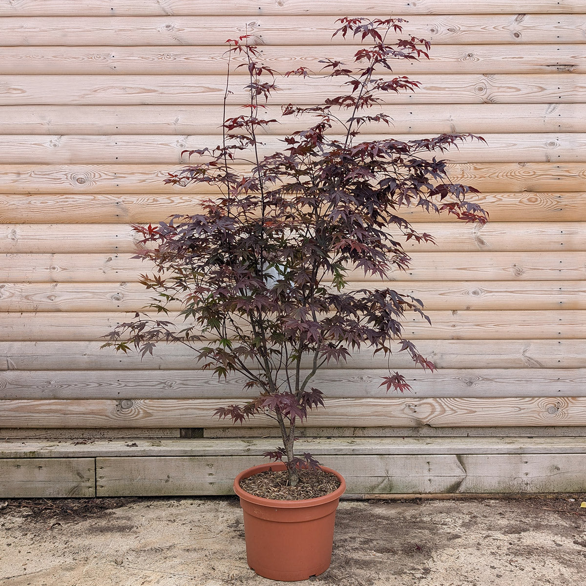 Acer palmatum Bloodgood Maple in 15 litre pot