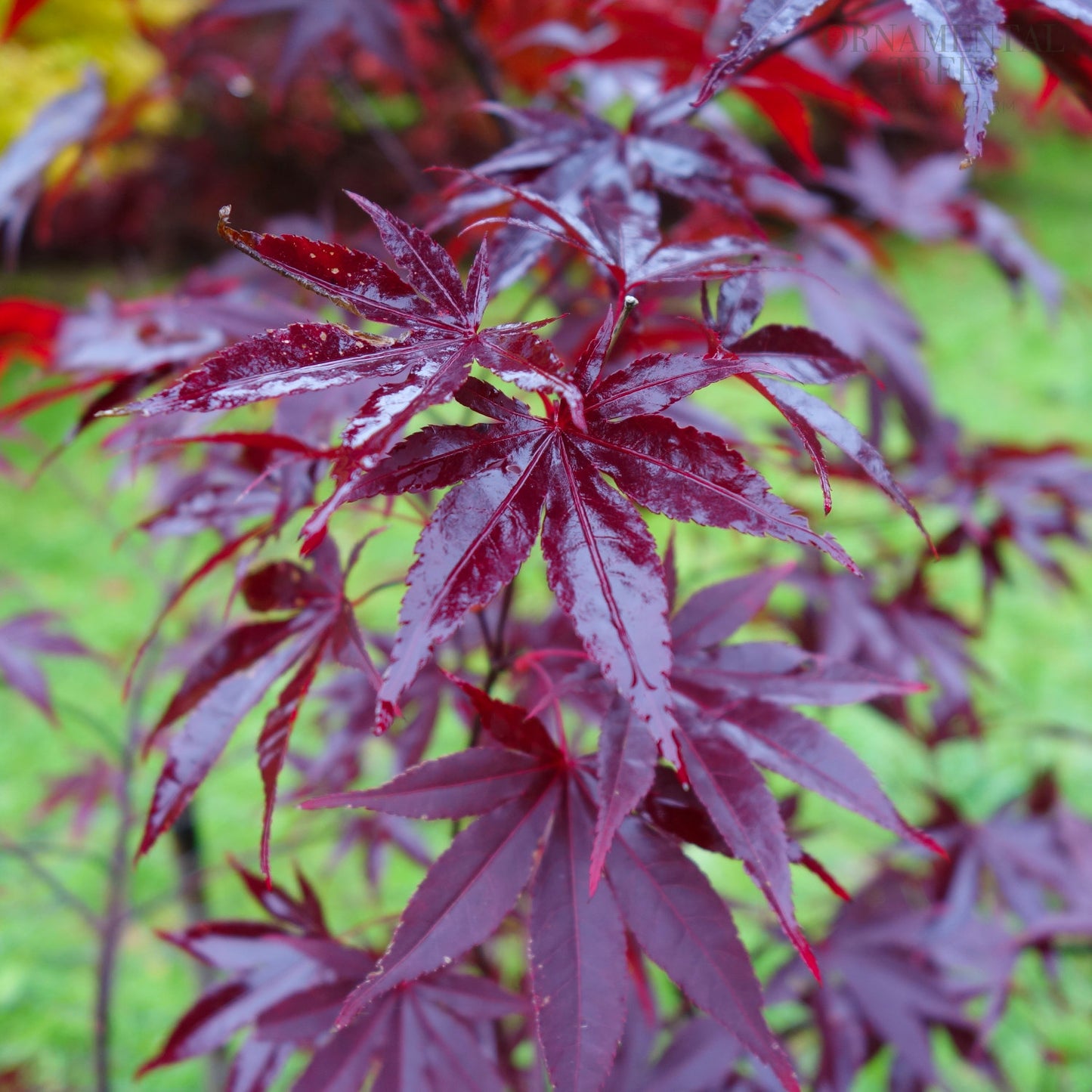 Acer palmatum 'Red Emperor' red Maple leaves