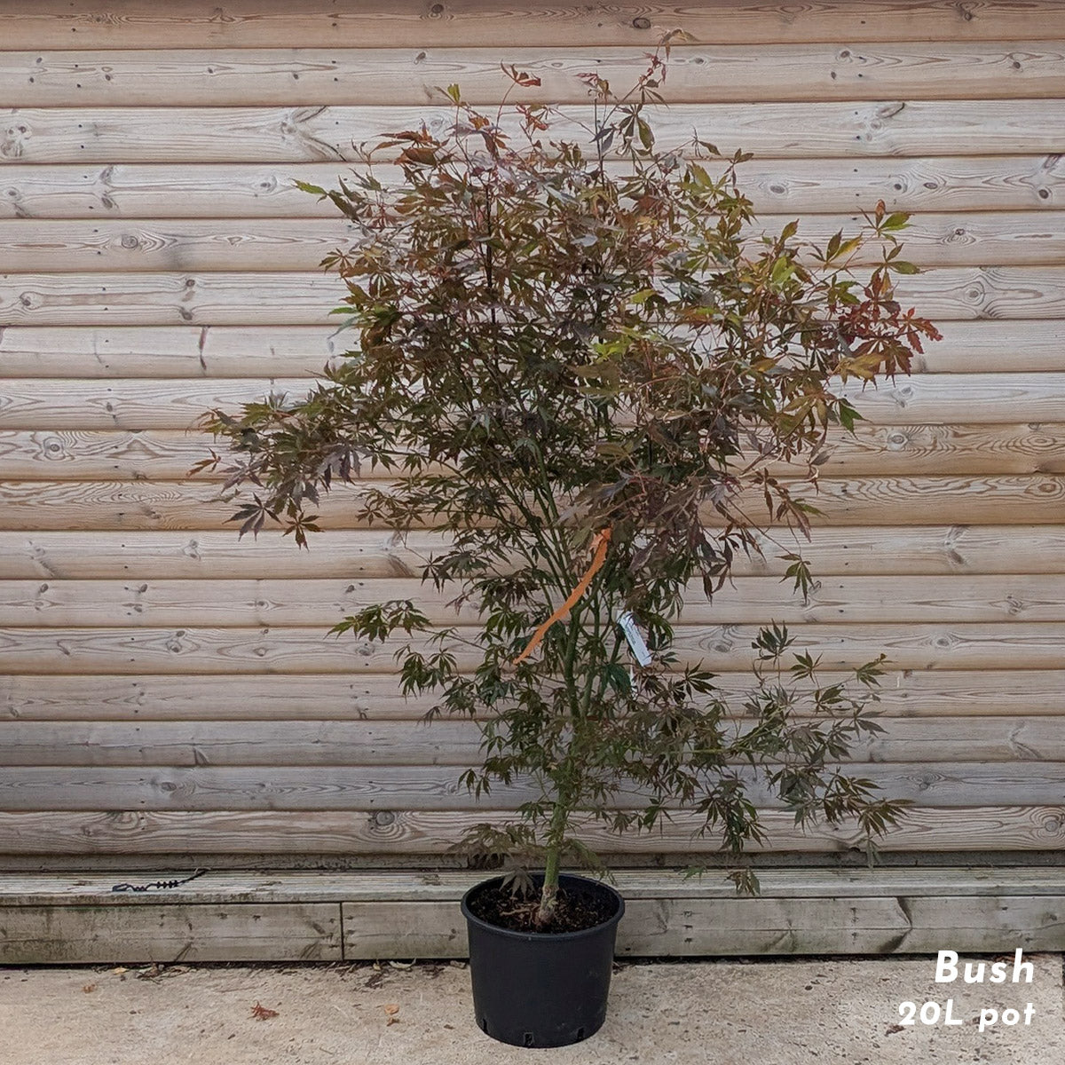 Acer palmatum 'Suminagashi' mature Japanese Maple in 20L pot