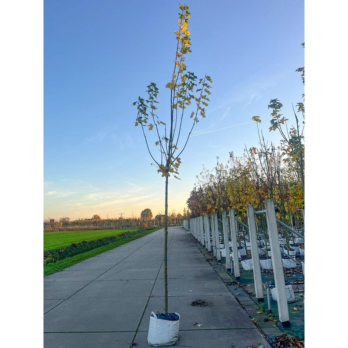 Acer platanoides 'Cleveland' mature Maple tree