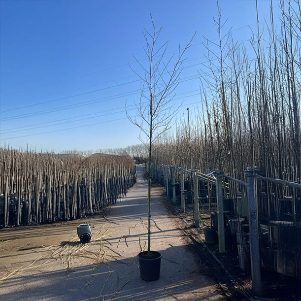 Alnus glutinosa 'Imperialis'